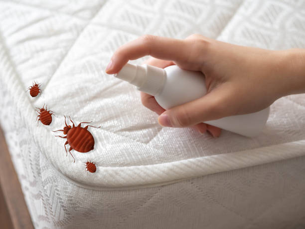 Best Local Pest Control Services  in Gardnerville Ranchos, NV