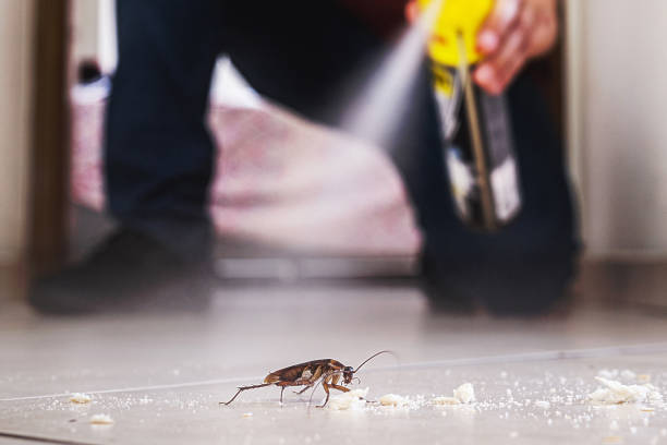 Best Flea Control Services  in Gardnerville Ranchos, NV